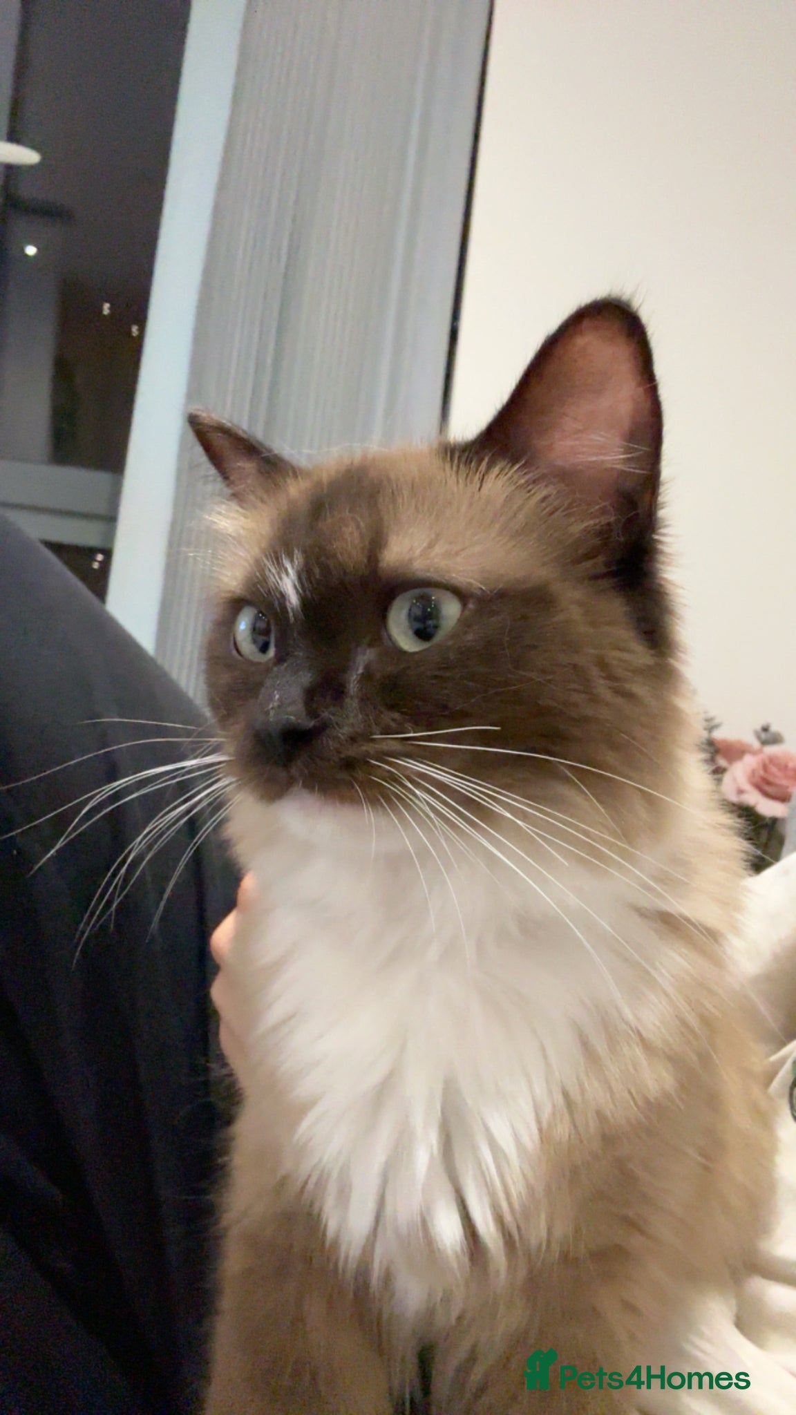 Ragdoll cats Beautiful Female Cat.1 Year Old. Fully Equipped 🐾 - Advert 3