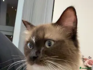 Ragdoll cats Beautiful Female Cat.1 Year Old. Fully Equipped 🐾 - Advert 7