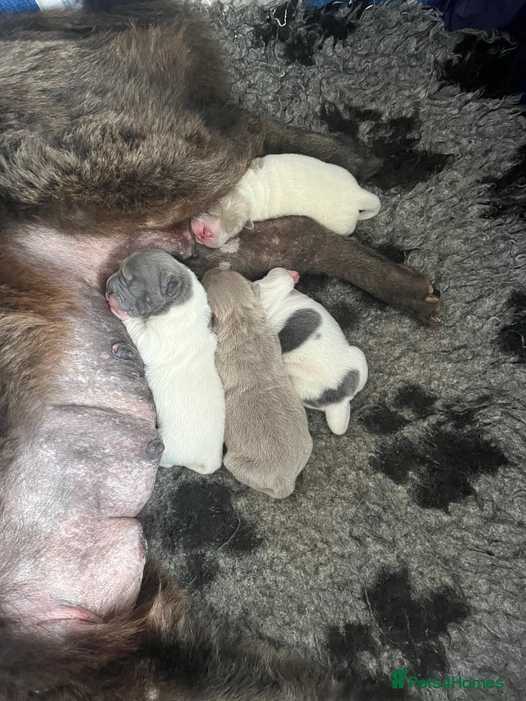 Shar Pei dogs for stud: lilac flower bear coat stud kc reg proven  in Sunderland - Advert 9