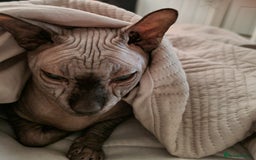 Sphynx cats for sale: Mr wrinkles sphynx male cat  - Image 1
