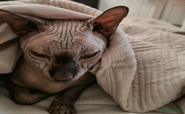 Sphynx cats - Advert 1