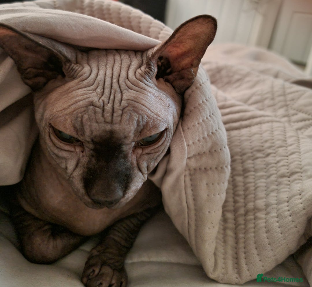 Sphynx cats for sale: Mr wrinkles sphynx male cat  - Image 1