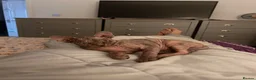 Sphynx cats for sale: Kitten - Advert 29