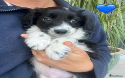 Border Collie dogs for sale: Beautiful Border Collie x Springer Spaniel Puppies - Image 15