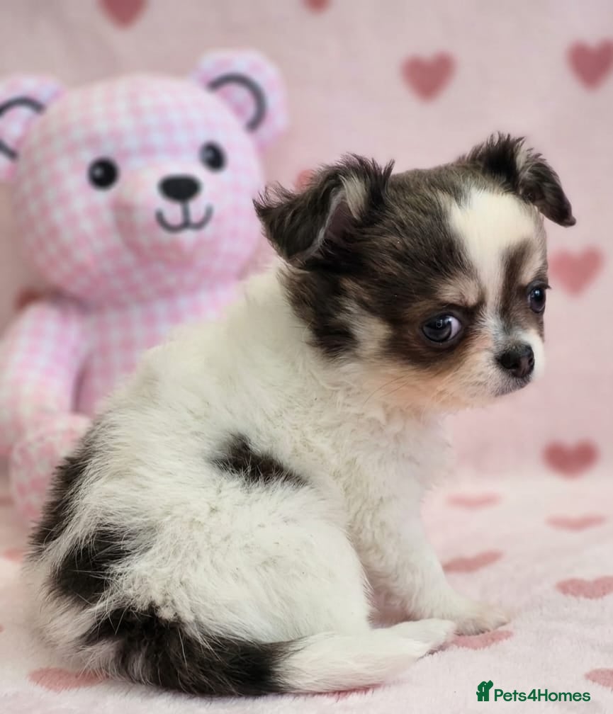 Chihuahua dogs AMAZING LONGCOAT CHIHUAHUA PUPPIES  - Advert 1