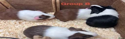 Guinea Pig rodents for sale: Young Male / Boar Dutch Guinea pigs - Advert 19