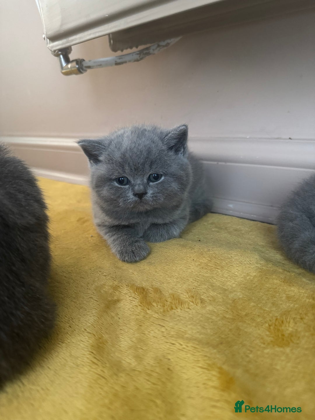 British Shorthair cats for sale: READY NOW 2 LOVELY BOYS BSH BLUE  - Image 11