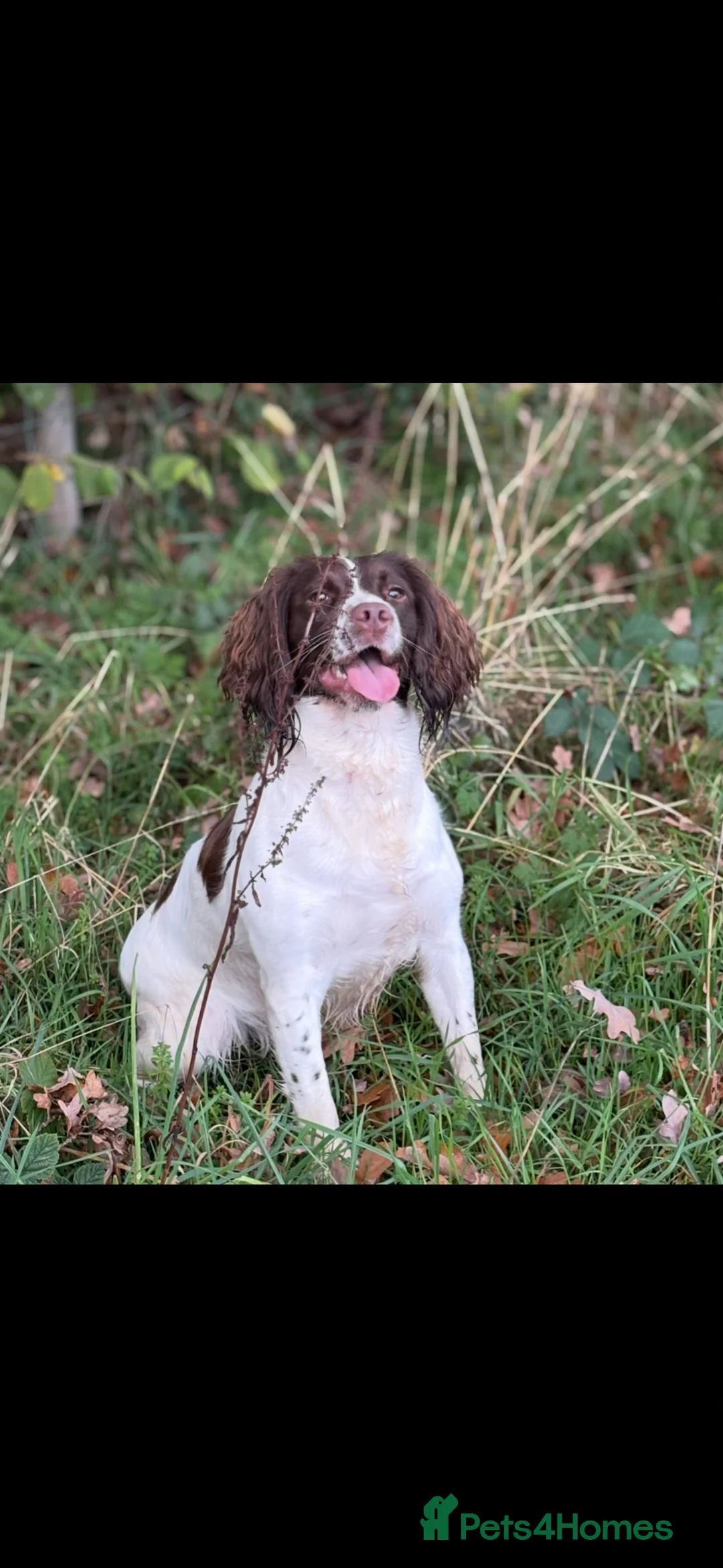 English Springer Spaniel dogs for sale:  8 KC Reg Working springer spaniels due 12/05 - Advert 3