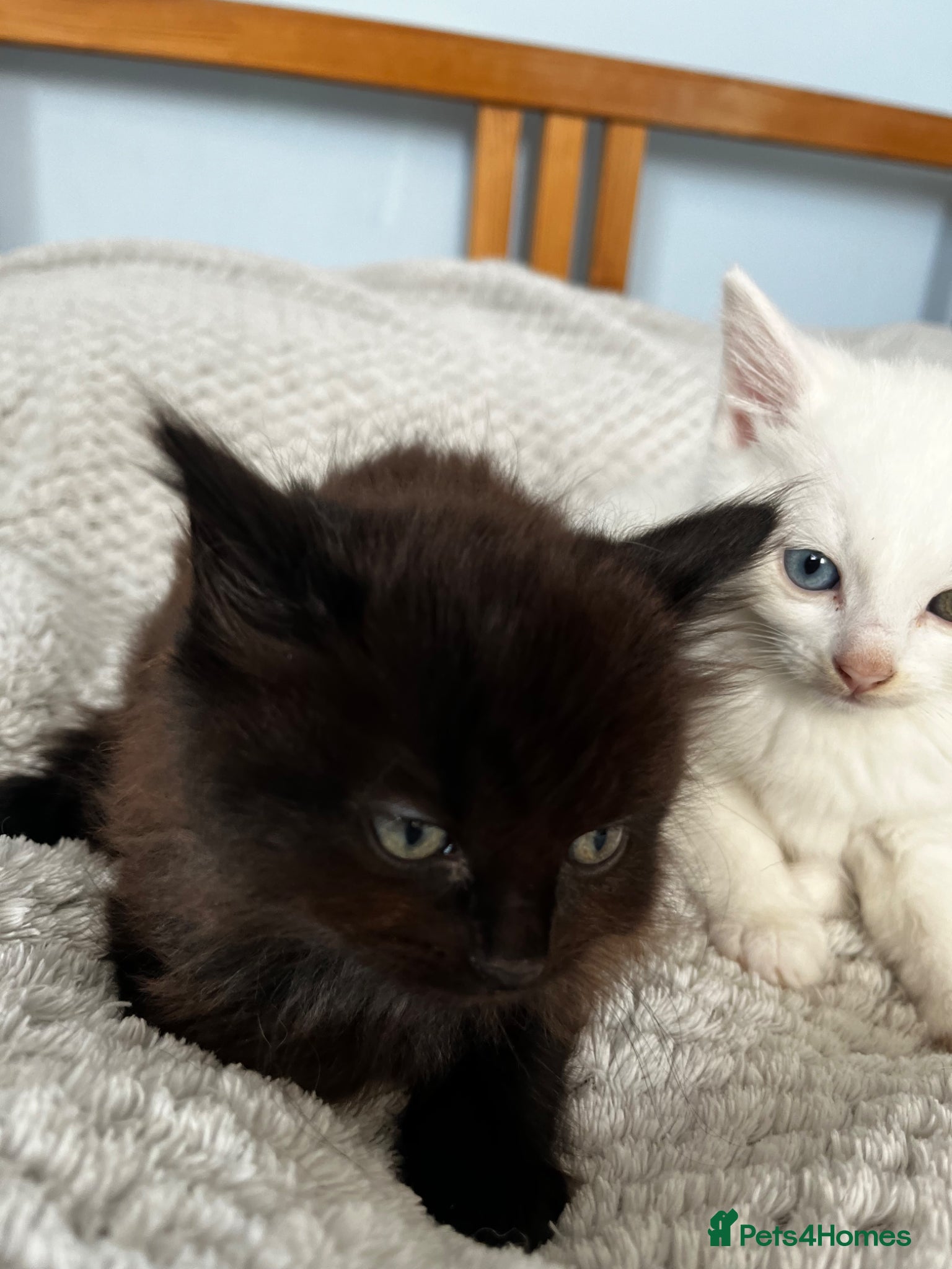 Mixed Breed cats Super cute fluffy long haired kitten  - Advert 1