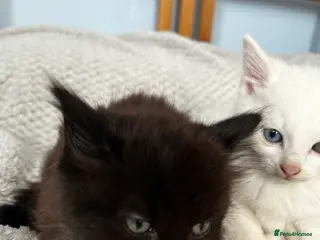 Mixed Breed cats Super cute fluffy long haired kitten - Advert 6