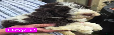 Shihpoo 1