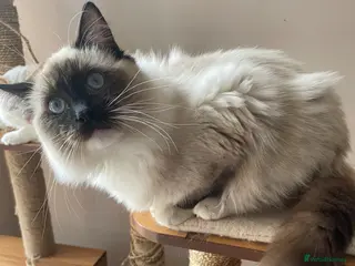 Ragdoll cats for sale: GCCF registered Ragdolls - Advert 1