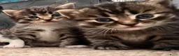 Mixed Breed cats for sale: Ragdoll x Maine Coon  - Advert 3