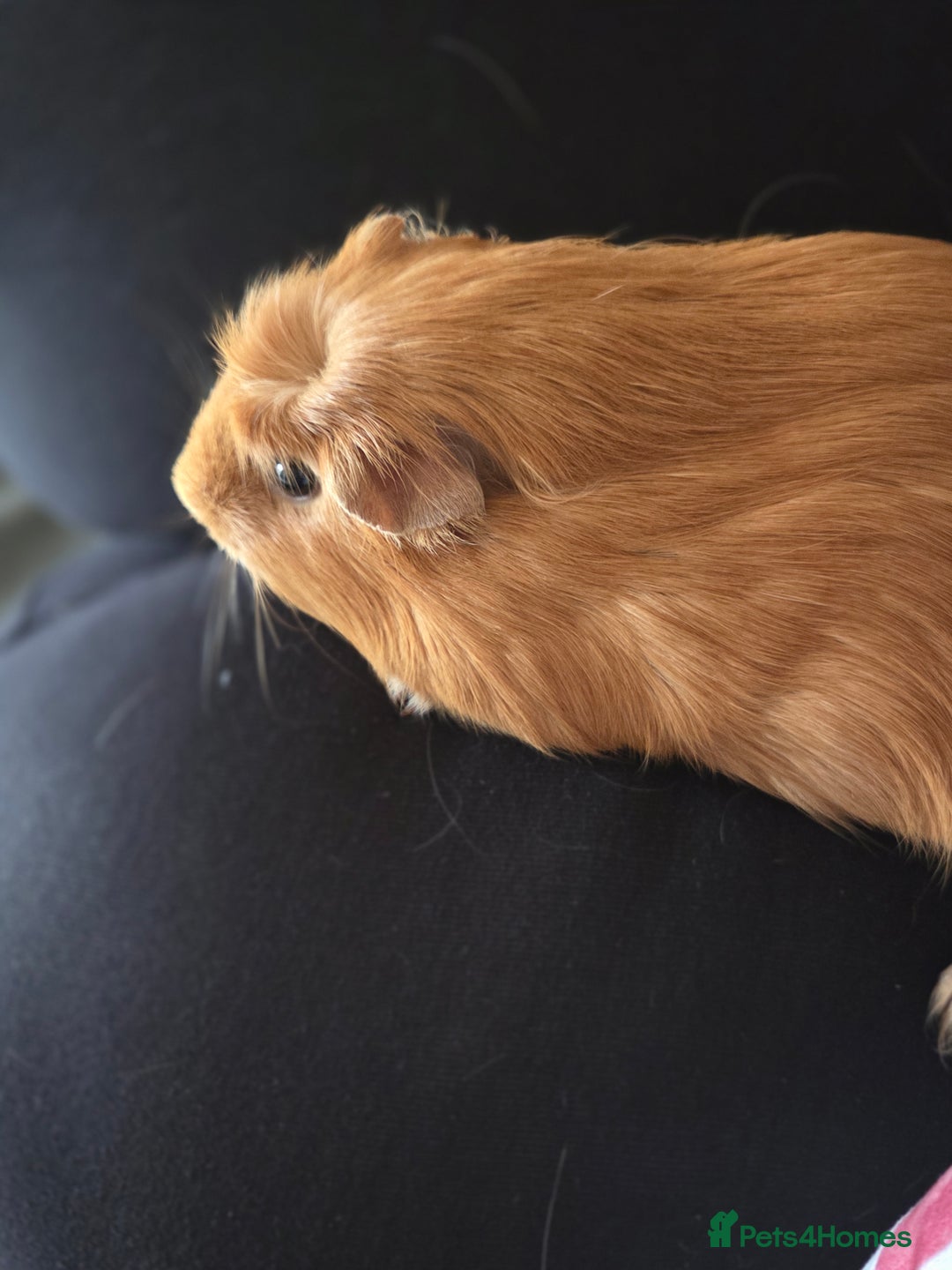 Guinea Pig rodents for sale: Baby female guinea pigs - Image 11