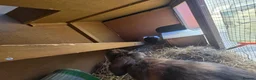 Mixed Breed rabbits for sale: Male rabbit & male guinea pig - Advert 6