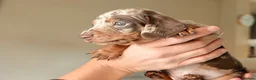 Miniature Dachshund dogs for sale: Miniature dachshund  in Thirsk - Advert 13