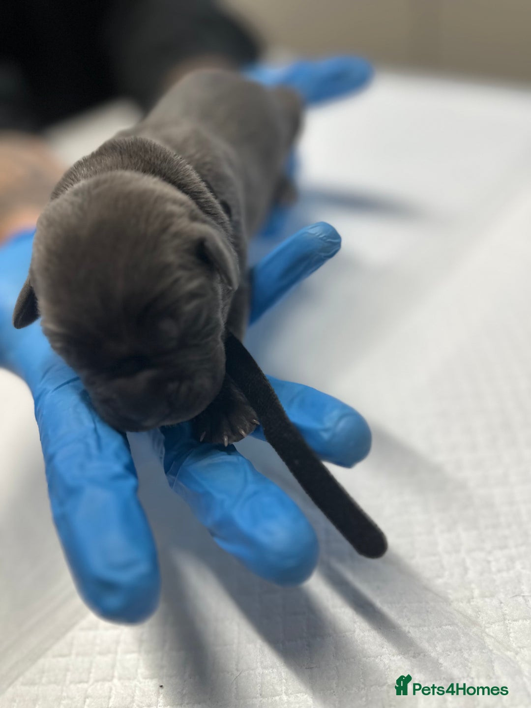 Cane Corso dogs for sale: Lupo D’Italia Kennels - Image 6