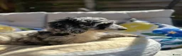 Cockapoo dogs for sale: ⭐️ BEAUTIFUL F1 TOY COCKAPOOS ⭐️ 2 REMAINING - Advert 3