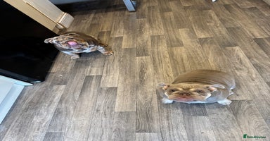 English Bulldog dogs - Advert 2