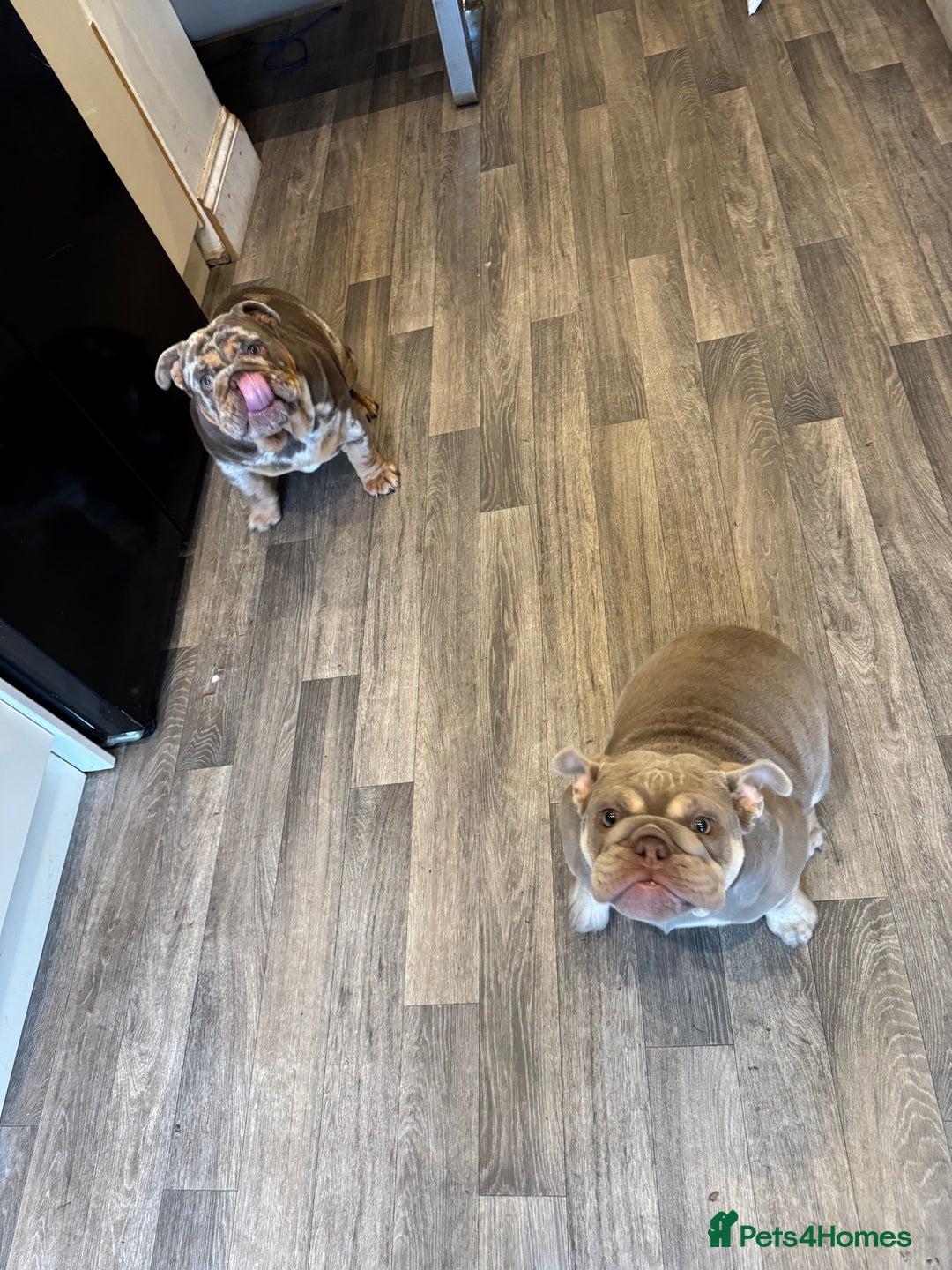 English Bulldog dogs for sale: Elsie  - Image 2