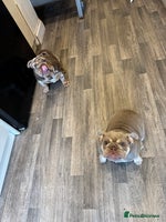 English Bulldog dogs - Advert 2