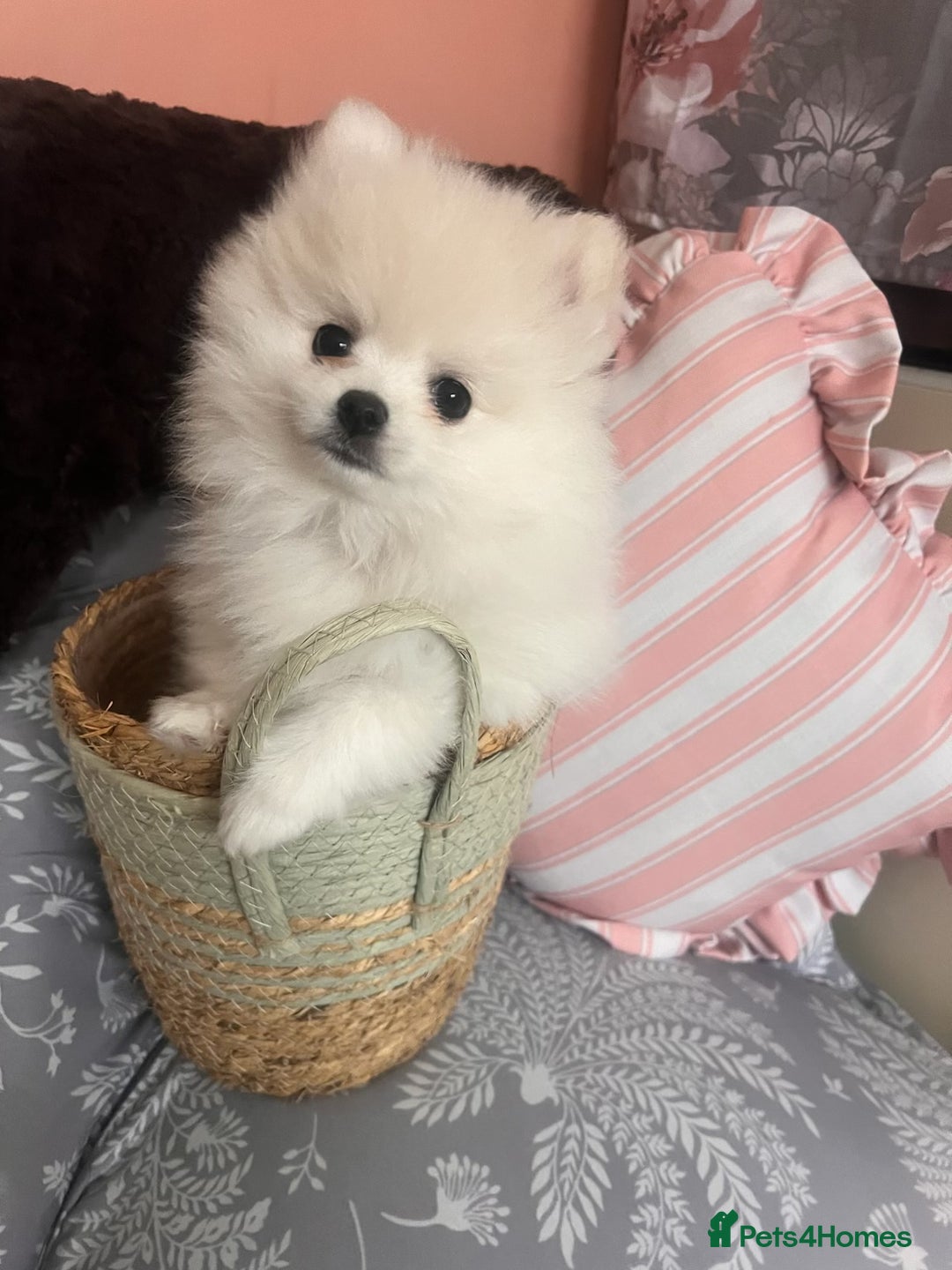 Pomeranian dogs for sale: Beautiful ** Pomeranian puppies  - Advert 25