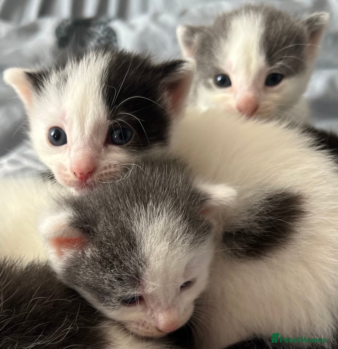 Mixed Breed cats for sale: ❤️*Blue/white & black/white friendly kittens*❤️ - Image 28
