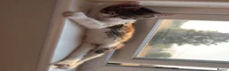 American Shorthair cats for sale: Kittens for sale  in Malpas - Advert 10