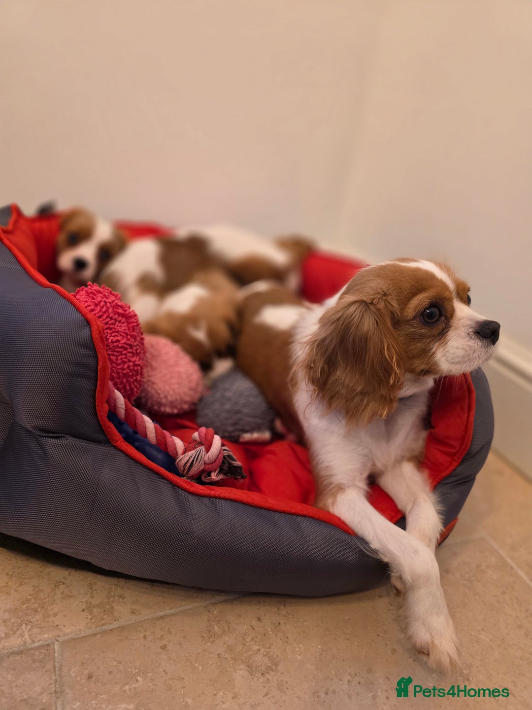 Cavalier King Charles Spaniel dogs for sale: Beautiful Cavalier King Charles Puppies - Image 21