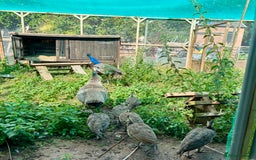 Peafowl poultry for sale: Peachicks for sale  - Image 1