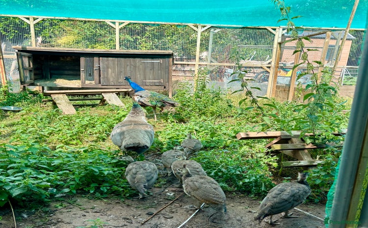 Peafowl poultry - Advert 2
