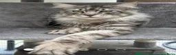 Maine Coon cats for sale: XL TICA REG ACTIVE 1 GIRL ONLY - Advert 3