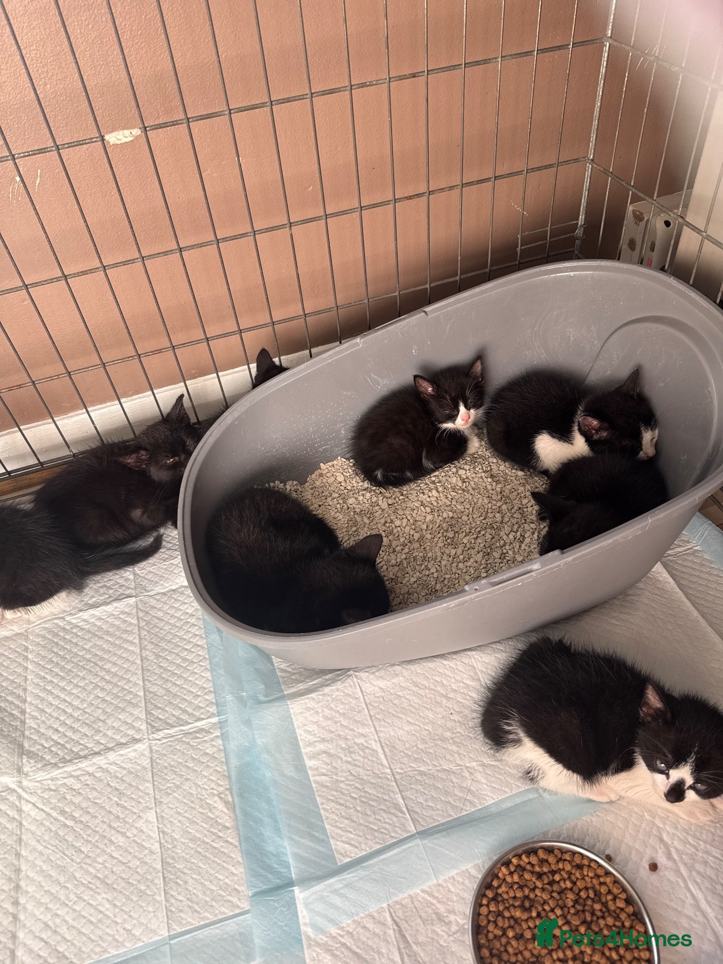 Mixed Breed cats 12 Kittens - Black/Black&White - Males/Females - Advert 1