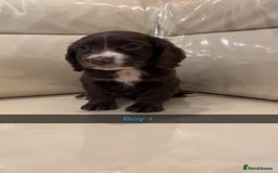Cocker Spaniel dogs for sale: Cocker spaniel puppies  - Image 9