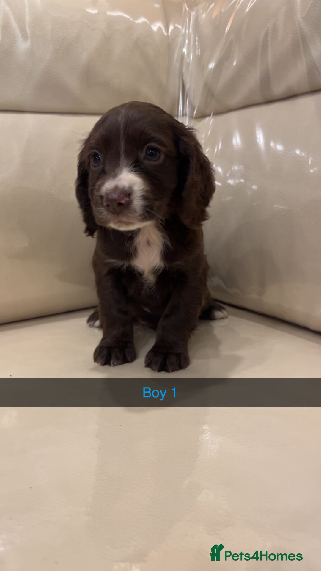 Cocker Spaniel dogs for sale: Cocker spaniel puppies  - Image 9