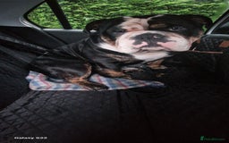 Olde English Bulldogge dogs for stud: Olde English Bulldogge (Black, white and brindle) - Image 20