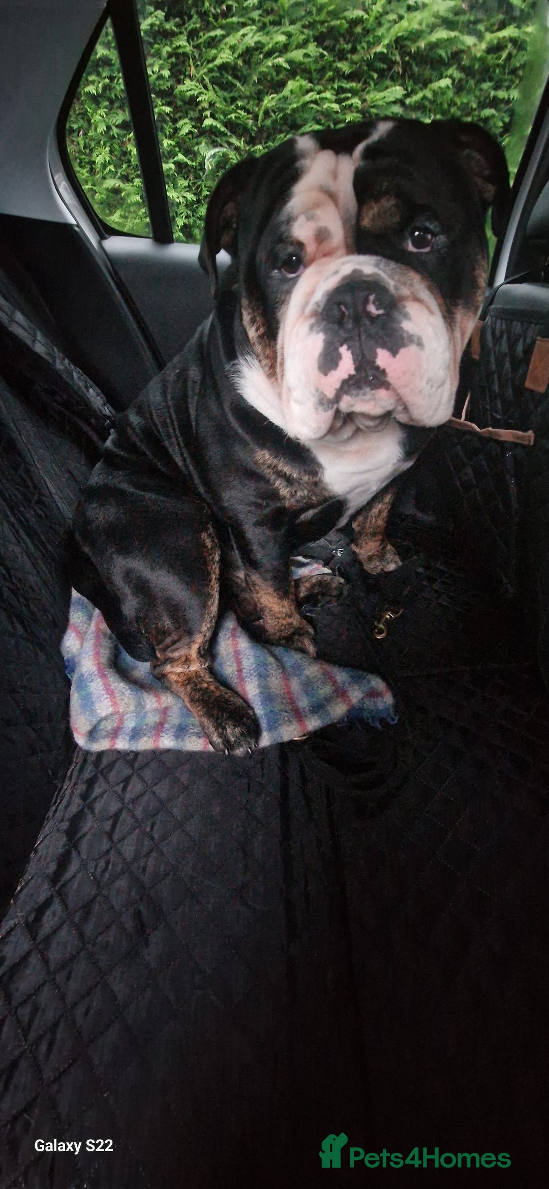 Olde English Bulldogge dogs for stud: Olde English Bulldogge (Black, white and brindle) - Image 20