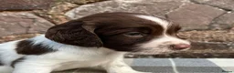 English Springer Spaniel dogs for sale: With an OFF SWITCH springers - Advert 23