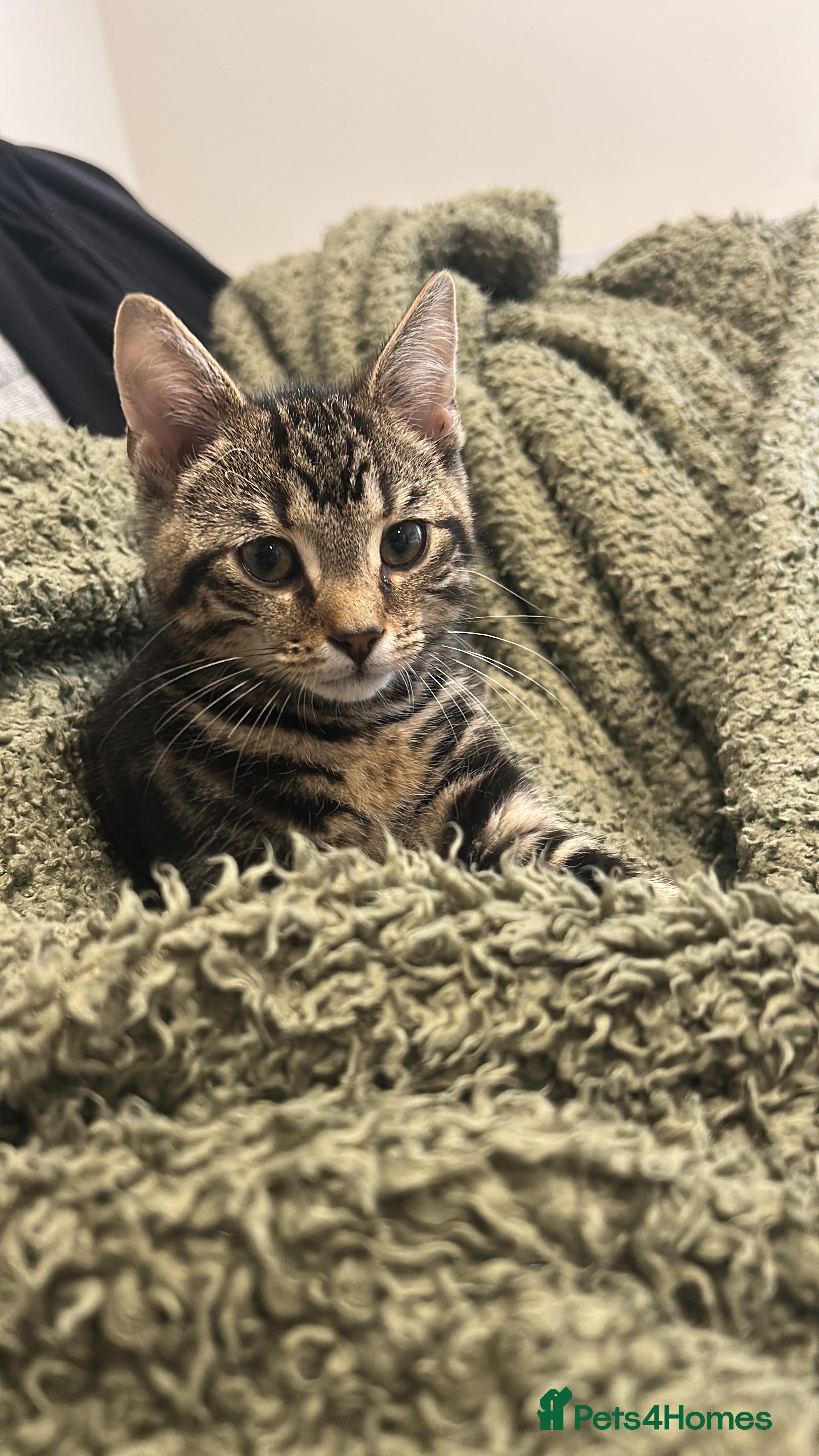 Mixed Breed cats Duke  - Advert 2