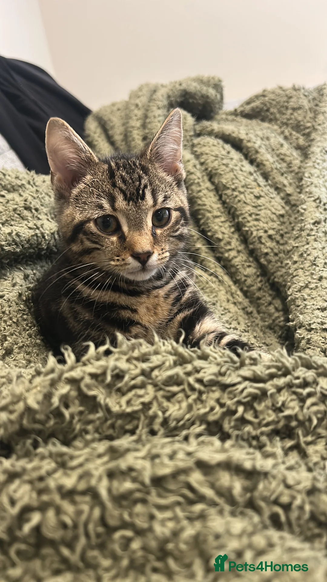 Mixed Breed cats for sale: Duke  - Advert 1