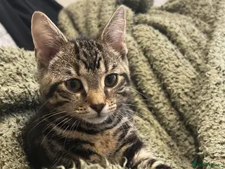 Mixed Breed cats Duke - Advert 2