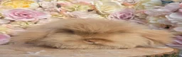 Angora rabbits for sale:  Super fluffy baby teddywidders  - Advert 17