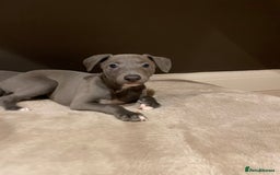 Whippet dogs for sale: 6 gorgeous blue whippet puppies  - Image 9