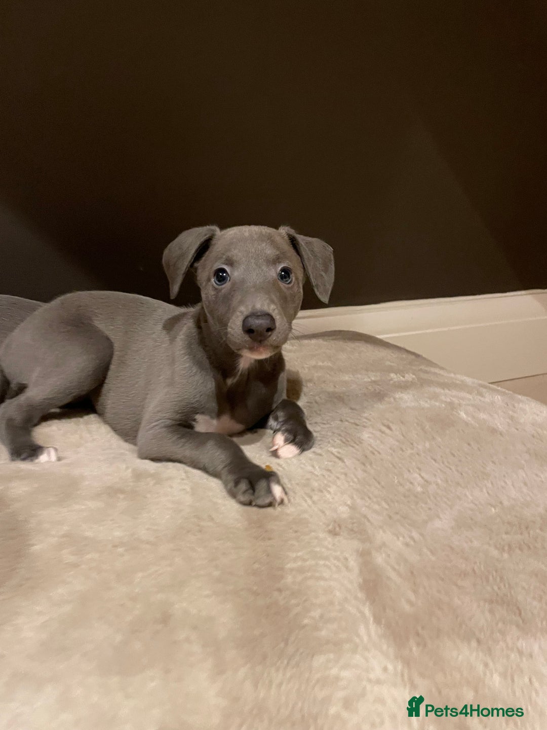Whippet dogs for sale: 6 gorgeous blue whippet puppies  - Image 9