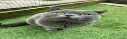 British Shorthair cats for sale: Beautiful litter of British shorthair kittens - Advert 3