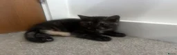 British Shorthair cats for sale: 🍫Rare coat British short hair 🍫 - Advert 3