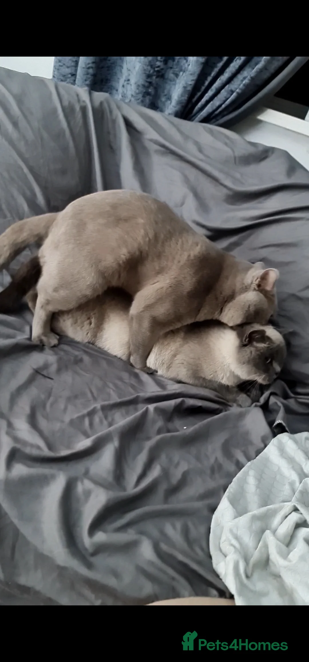 British Shorthair cats for stud: For stud lilac boy Sir Arnold (carries choc gene) in Bradford - Advert 6