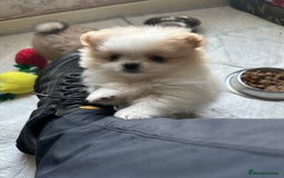 Pomeranian dogs for sale: KC Reg Pomeranian Girls - Image 34
