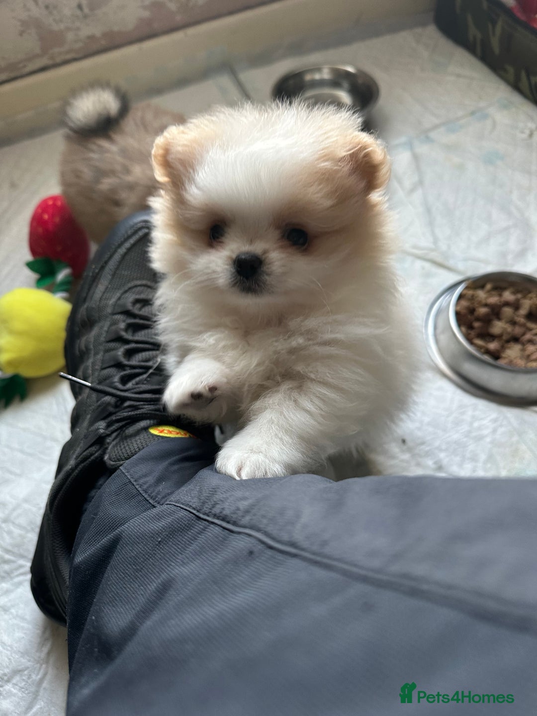 Pomeranian dogs for sale: KC Reg Pomeranian Girls - Image 34