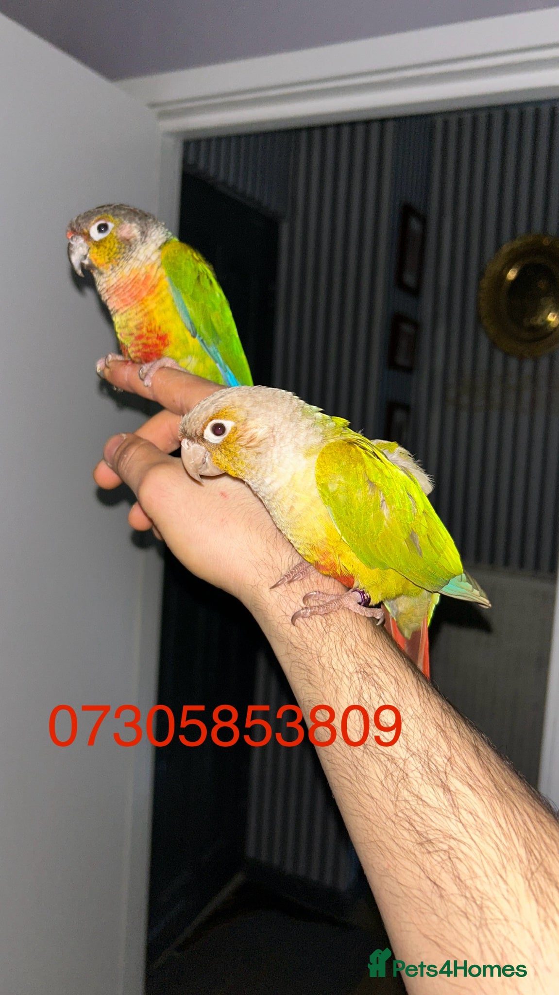 Conures birds Semi tame 2022 proven pair conure with DNA  - Advert 17